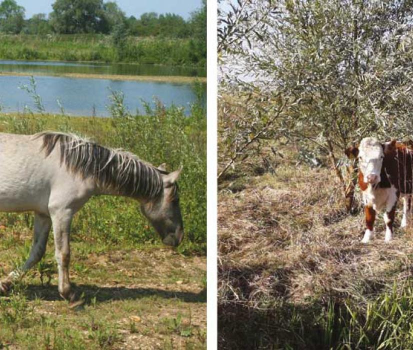 Hanson’s former Manor Farm sand and gravel quarry is being transformed into Floodplain Forest Nature Reserve, with vegetation being managed by grazing Konik ponies and cattle 