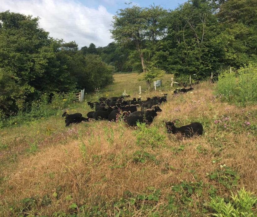 Hebridean sheep at Ladd’s Farm, near Snodland, in Kent