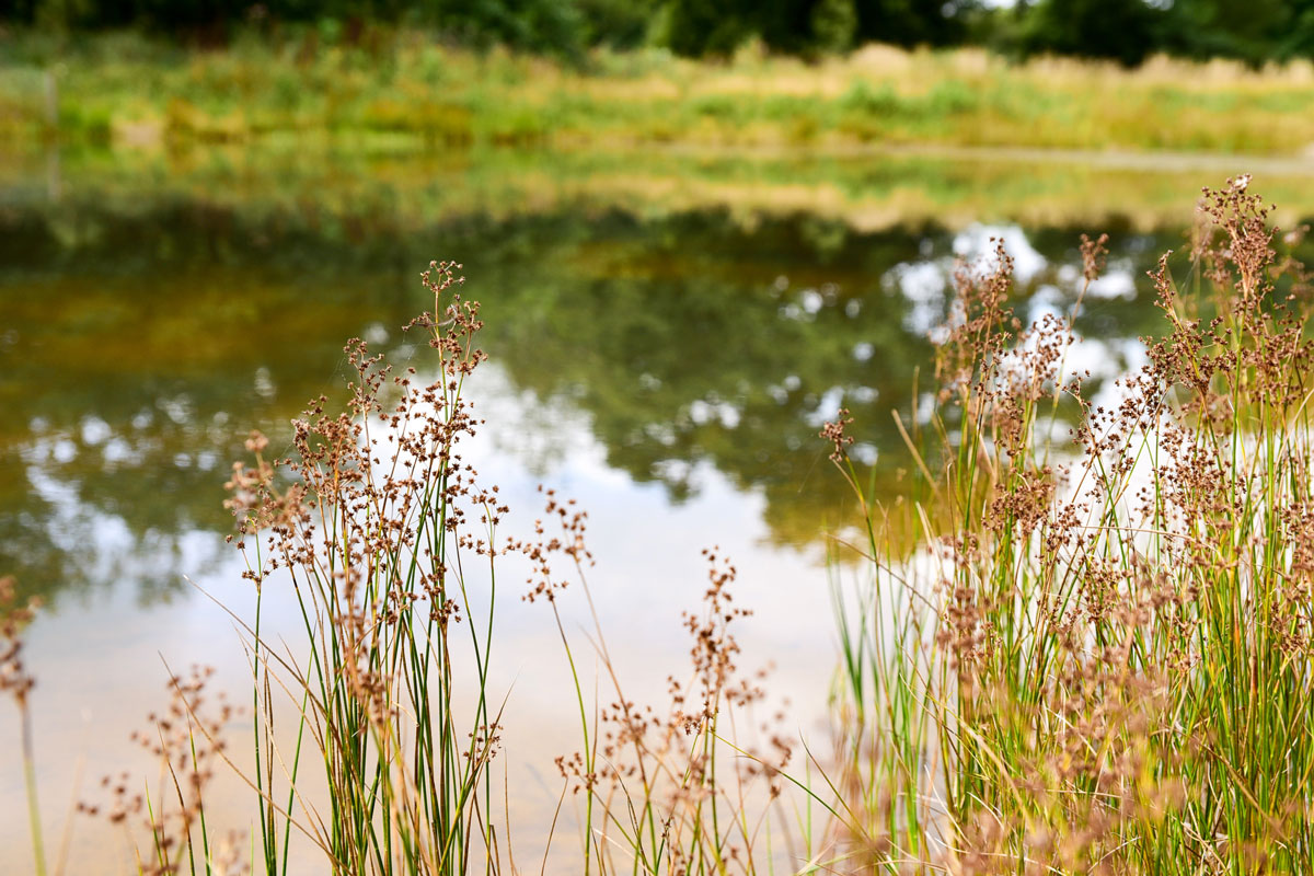 Nature recovery