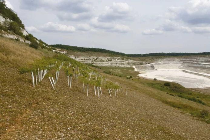 More than 150ha of priority chalk grassland habitat is being created at Kensworth Quarry