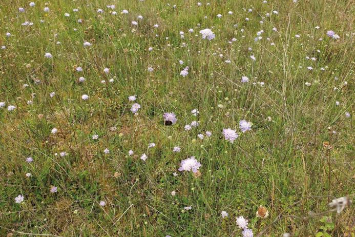 Cemex are creating habitat that has the potential to support some of the UK’s most rare and endangered species