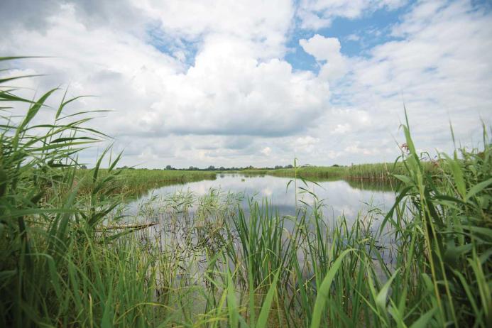 RSPB Ouse Fen