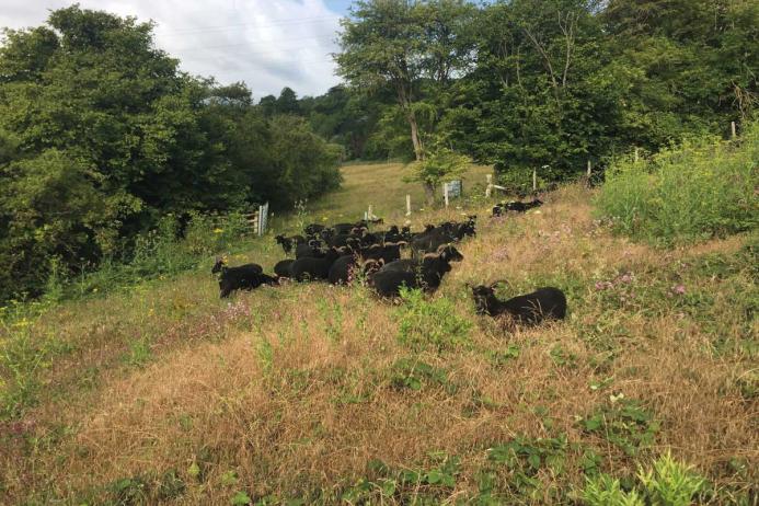 Hebridean sheep at Ladd’s Farm, near Snodland, in Kent