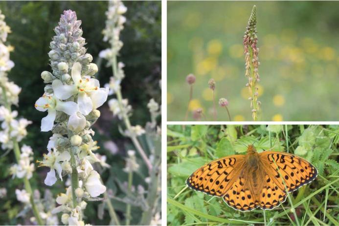 Chalk grassland provides ideal conditions for a range of flora and fauna to flourish, including flowers, insects, butterflies, mammals and birds