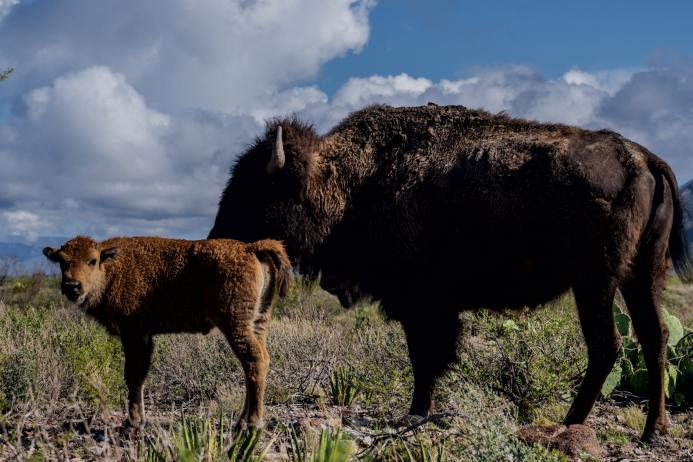 One of the first 100% native bison calves at the El Carmen Nature Reserve