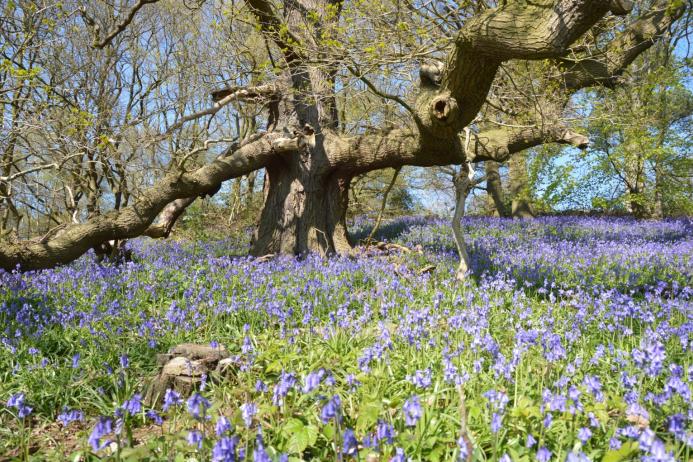 Panshanger Park, in Hertfordshire, has been identified as one of the most important habitats for saproxylic Coleoptera beetles in the UK, including two species that have never before been recorded in the county