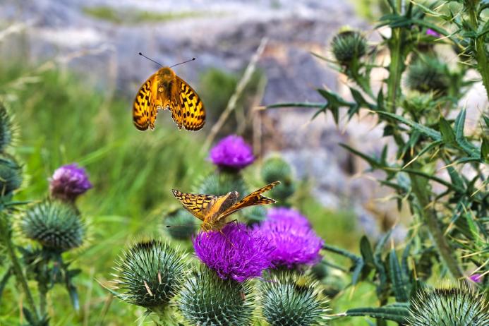 Michael Cardus, a contractor with Tarmac, won 1st prize for this shot of dark green fritillary butterflies feeding on a thistle at Arcow Quarry, near Settle, North Yorkshire