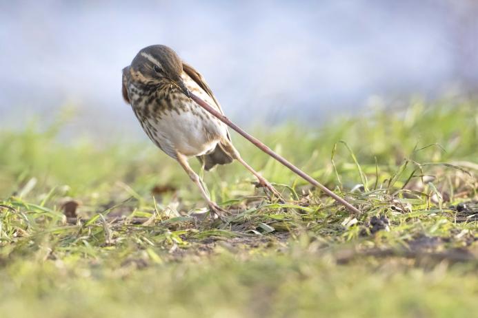 Roy McDonald, a volunteer with Berks, Bucks & Oxon Wildlife Trust, captured this winning shot of a Redwing catching a worm at College Lake Nature Reserve, near Tring, Buckinghamshire