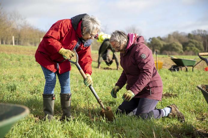 Woodland planting at Panshanger Park