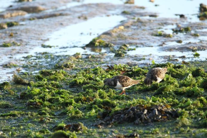 Turnstones at Oare Marshes. Photo: Tim Horton