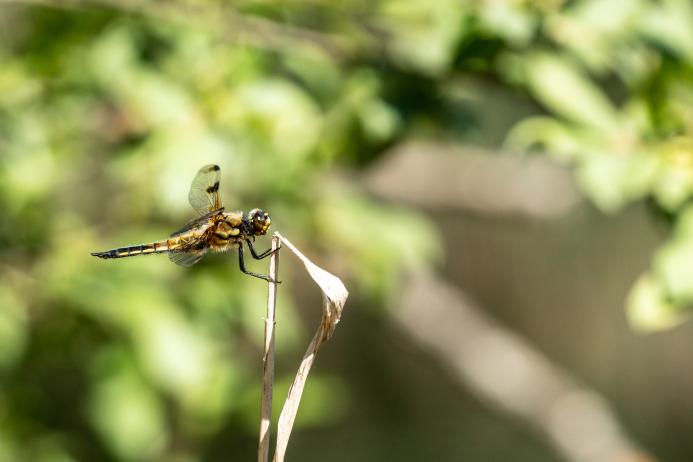 Quarries offer a wide variety of habitats for numerous flora and fauna