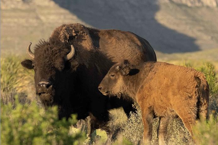 Cemex have successfully reintroduced the American bison to El Carmen