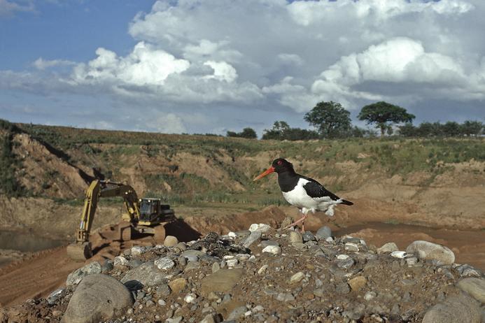 Oystercatcher at Wood Lane Quarry, Shropshire. Photo: Stuart Lawrence