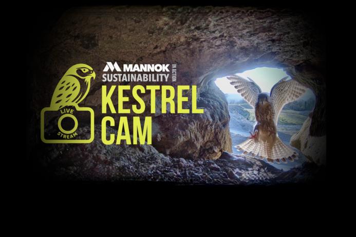 Mannok’s Kestrel Cam is now in its fifth season 