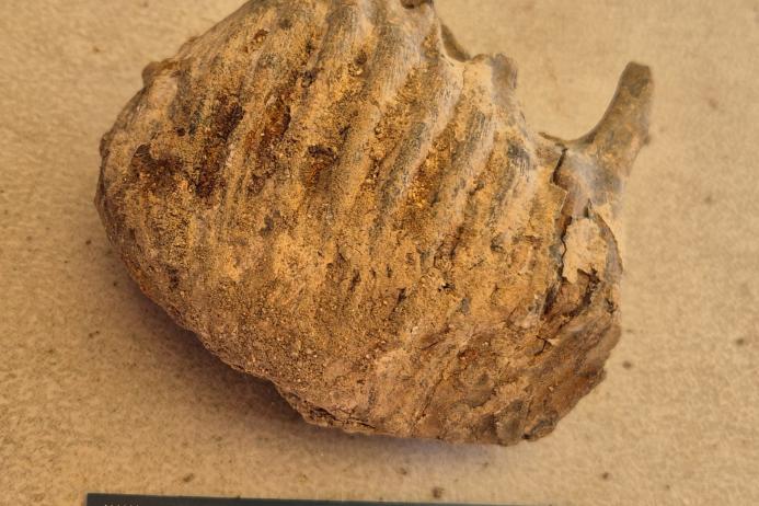 A mammoth tooth discovered at Hills' Cerney Quarry