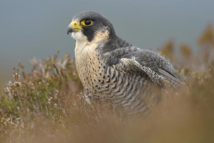 The iconic peregrine falcon