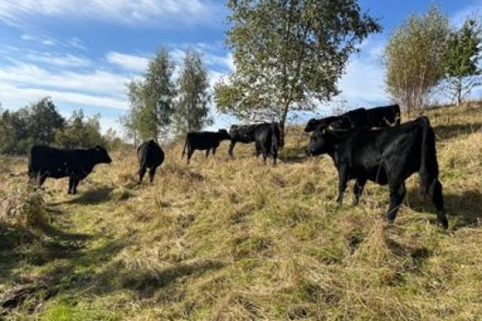 Grazing