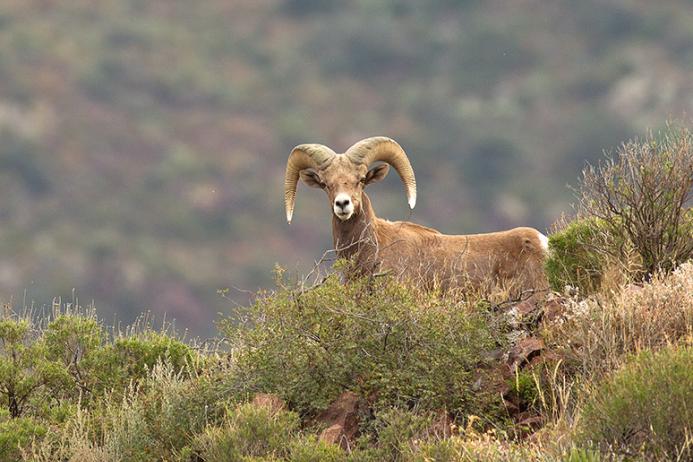 The 32nd edition of Cemex’s Conservation Book Series celebrates 25 years of restoration and protection at the El Carmen Nature Reserve