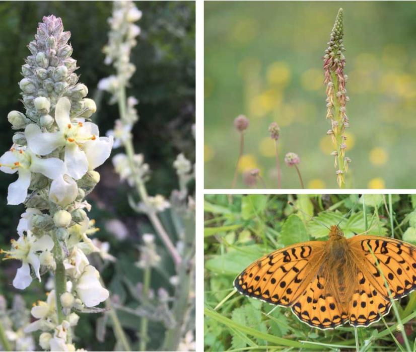Chalk grassland provides ideal conditions for a range of flora and fauna to flourish, including flowers, insects, butterflies, mammals and birds