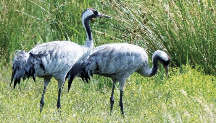 A rare breeding pair of cranes chose to nest at RSPB Ouse Fen – created by the Hanson-RSPB Wetland Project. Photo RSPB Cranes