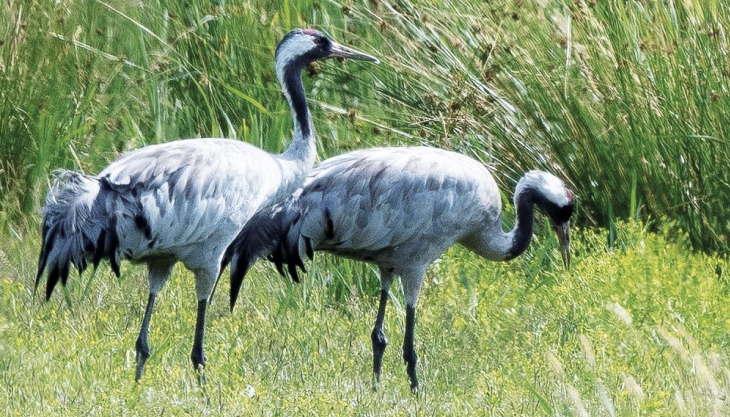 Cranes