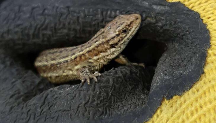 Common lizard ready for relocation Common lizard
