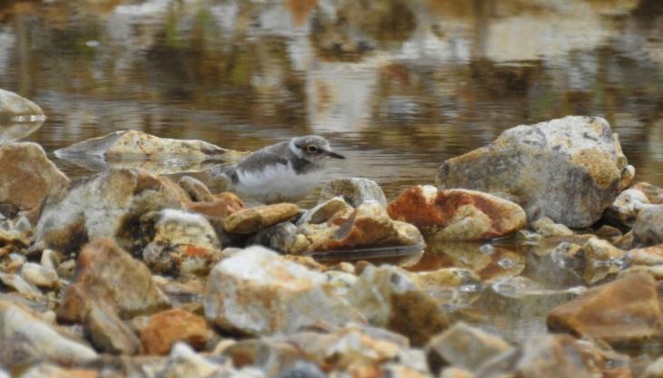 Little ringed plover