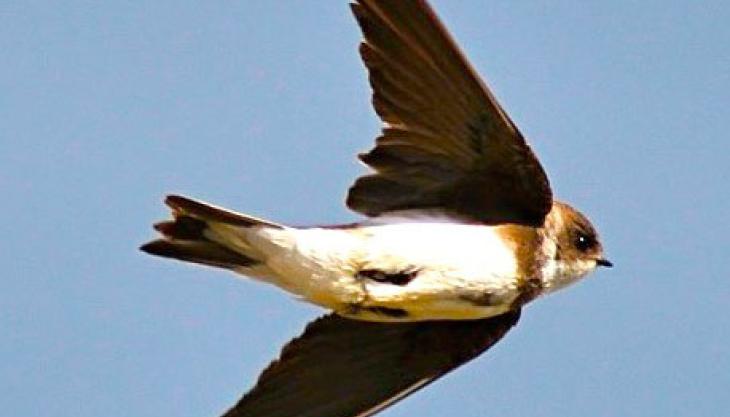 Sand martin