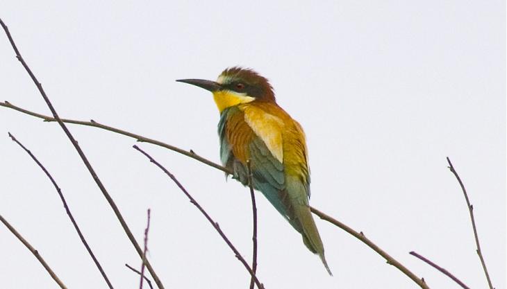 Bee-eater (Photo: RSPB) Bee-eater