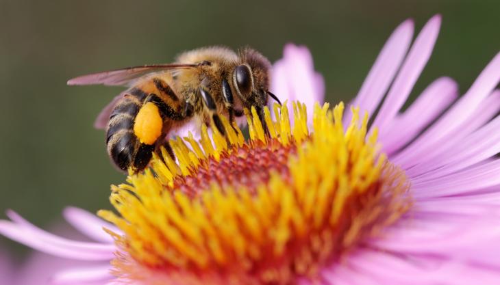 EPC-UK team up with Derbyshire Wildlife Trust to help local bee populations to thrive Bee