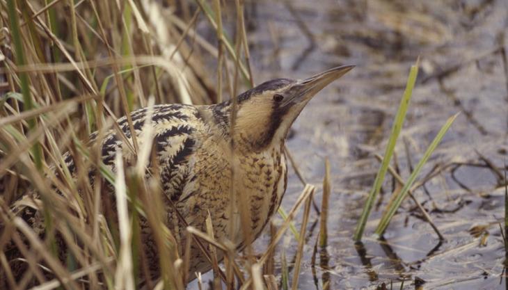 Bittern