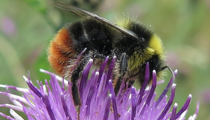 Bumblebee Bumblebee