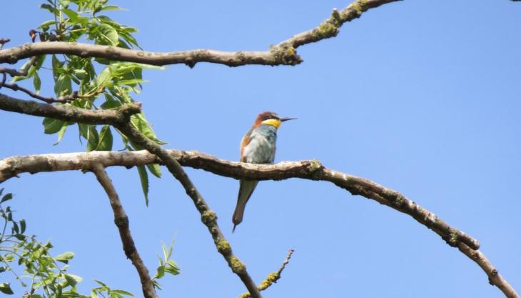 Bee-eater (Photo: Jeff Rose) Bee-eater