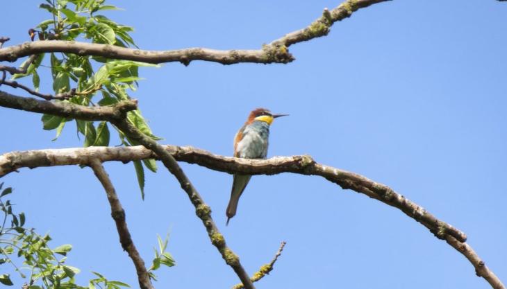 Bee-eater