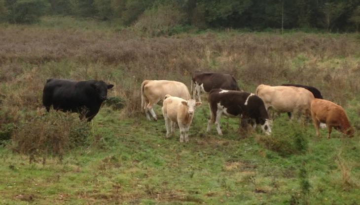 Cattle at Berkswell Cattle at Berkswell