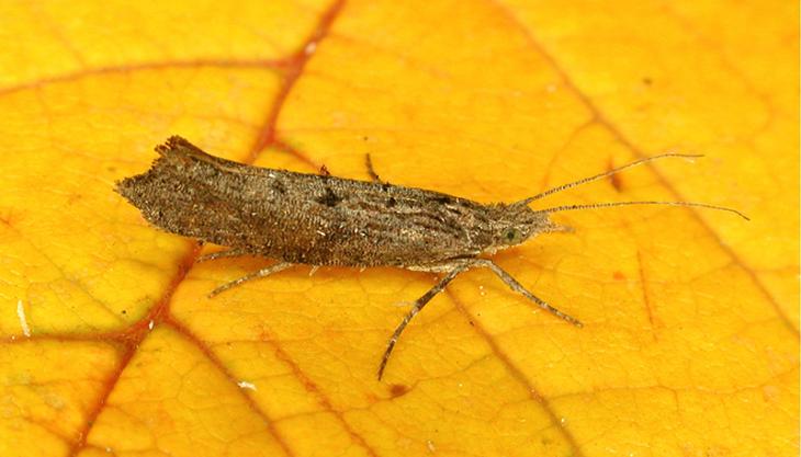 Dark smudge moth (Ypsolopha horridella) - photo: Martin Kennard Ypsolopha horridella moth