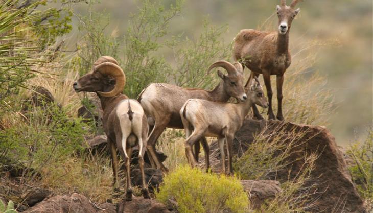Desert bighorn sheep Desert bighorn sheep