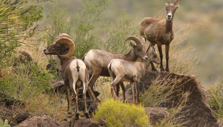 Desert bighorn sheep