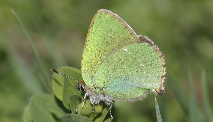 Green Hairstreak butterfly (Photo: Keith Warmington) Green Hairstreak butterfly