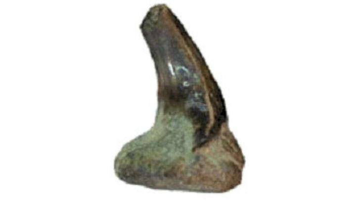 Sharks tooth found at CEMEX's Barrington Quarry Sharks tooth