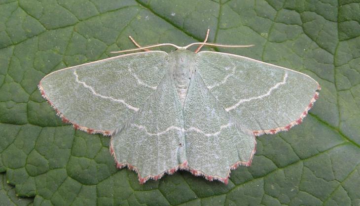 Sussex Emerald moth (Photo: Nigel Jarman) Sussex Emerald month