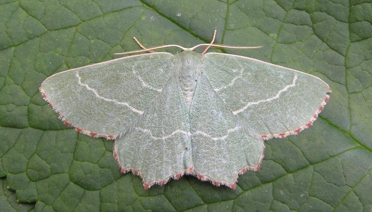 Sussex Emerald month