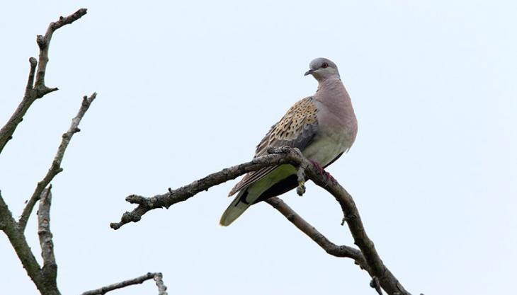 Turtle dove (photo: Andy Hay)