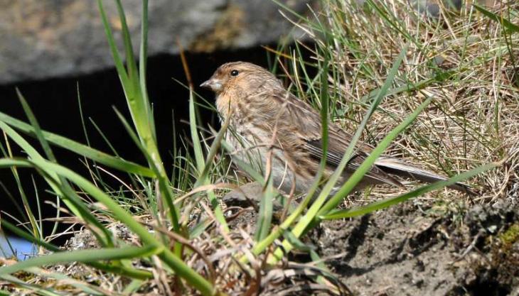 Twite. Photo: Tim Melling