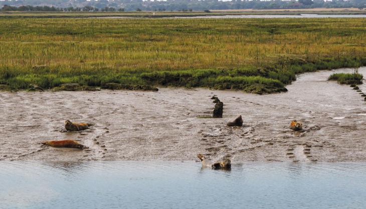 Seals on the shoreline at Bramble Island