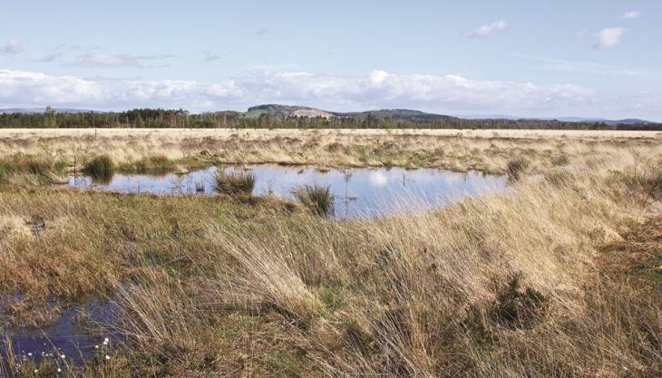 Foulshaw Moss Nature Reserve (Photo: Ian Alexander Waite) Foulshaw Moss Nature Reserve