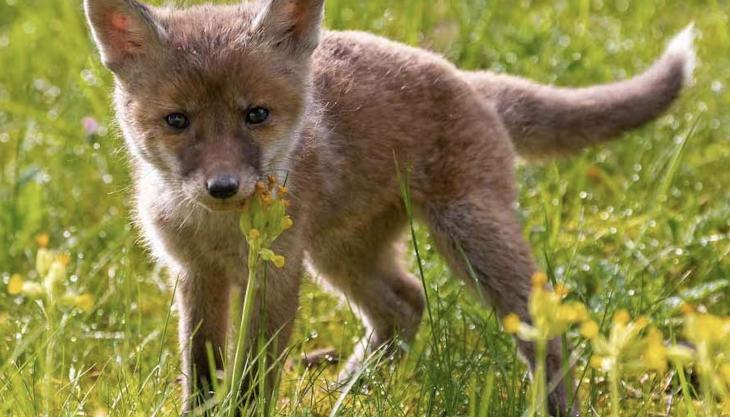 Thirteen of CEMEX UK’s quarries across the country recorded more than 100 species of wildlife Fox cub