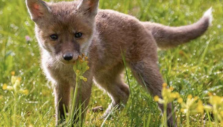 Fox cub