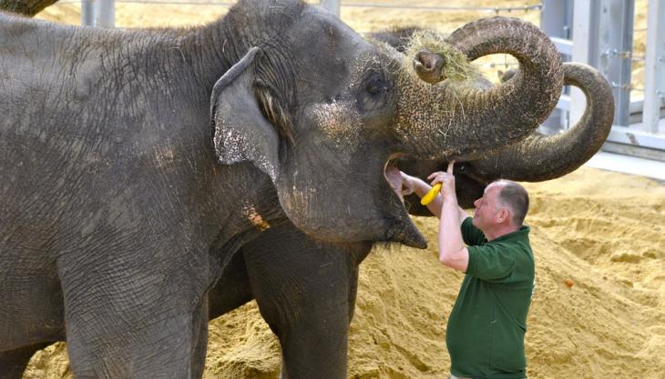 Garside Sands help create comfy new home for elephant herd at ZSL Whipsnade Zoo Centre for Elephant Care