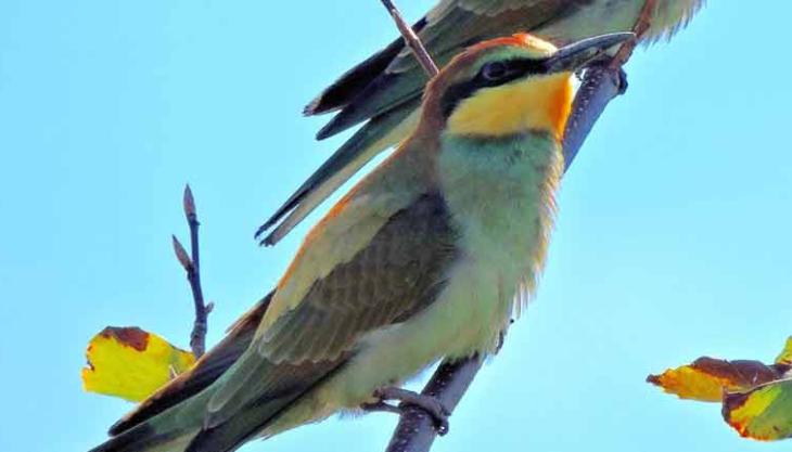 bee-eater bee-eater bird